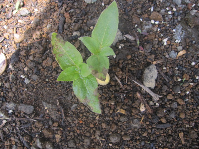 ミニひまわり小夏12 ３ 病気 害虫 小趣味の園芸 野菜栽培とか庭木とか草花とか